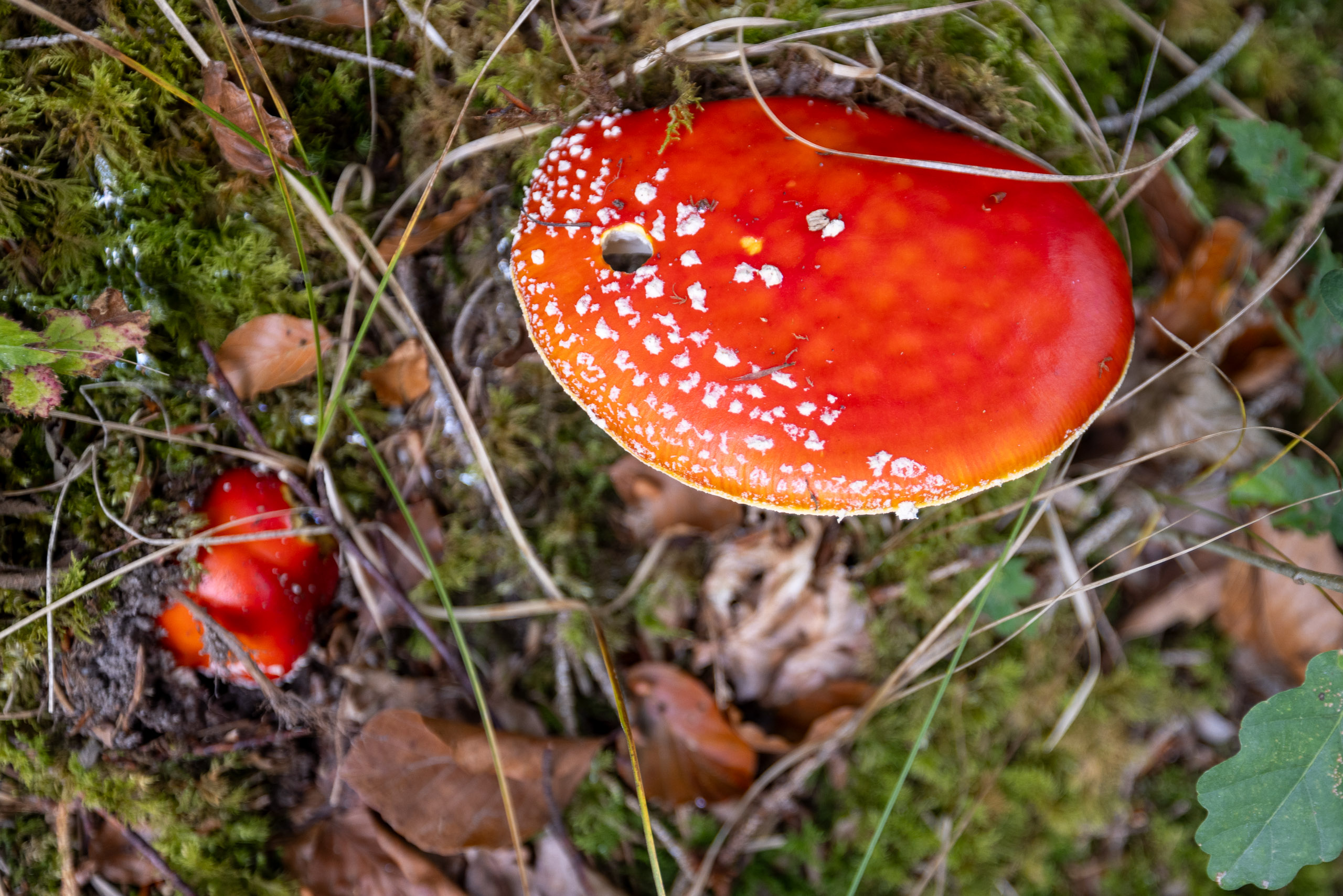 20231014121226 R5D 4063